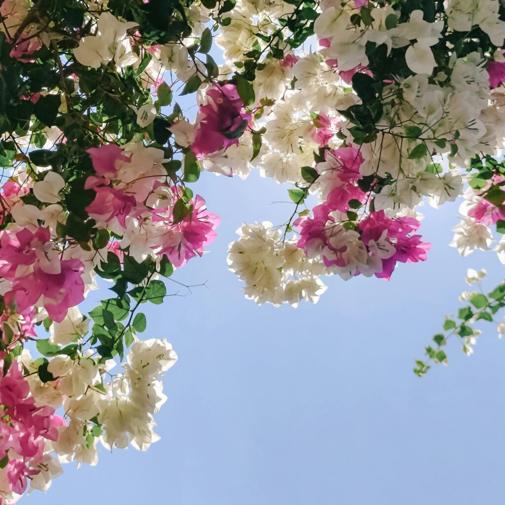 Landscape Design Coordination